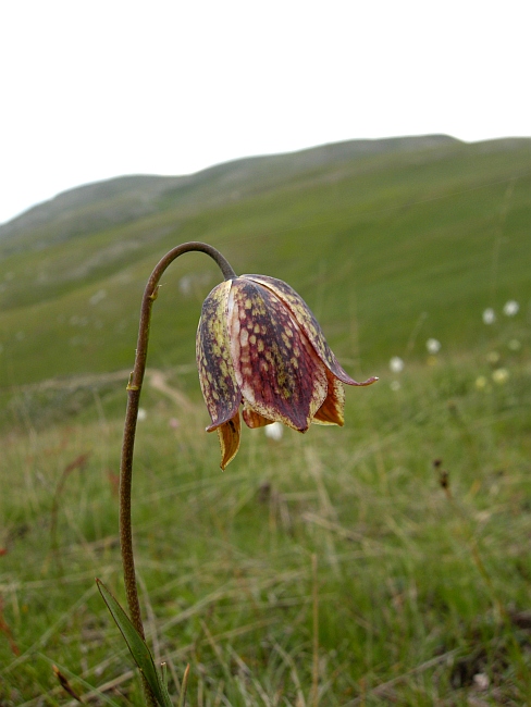 Fritillaria orientalis