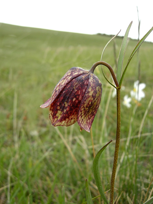 Fritillaria orientalis