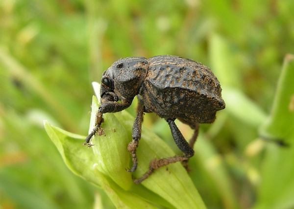 Brachycerus undatus?