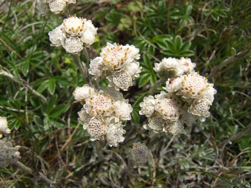 fiore rosato - Antennaria dioica