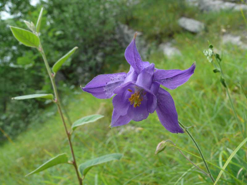 Aquilegia bertolonii / Aquilegia di Bertoloni