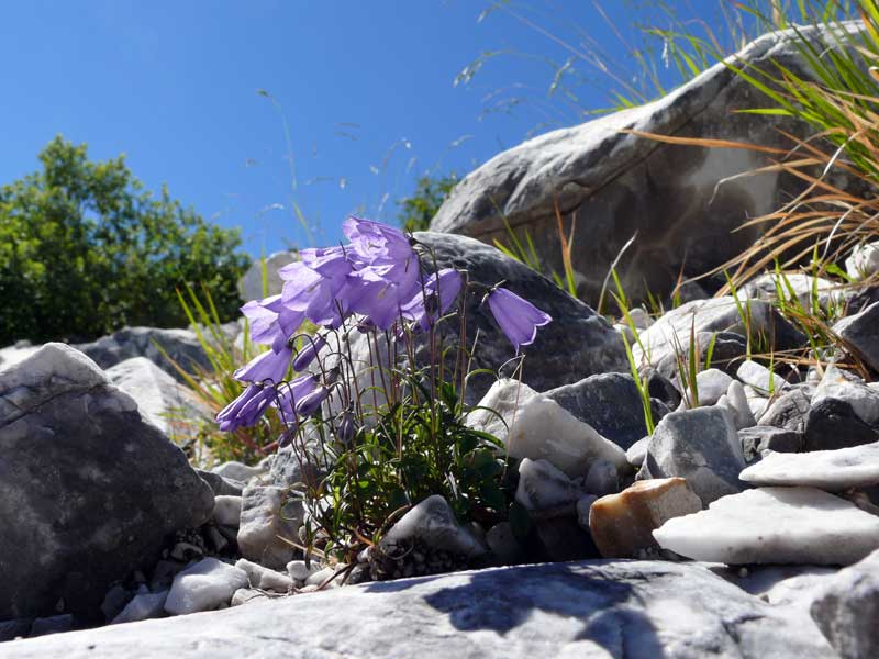 Campanula rotundifolia / Campanula soldanella