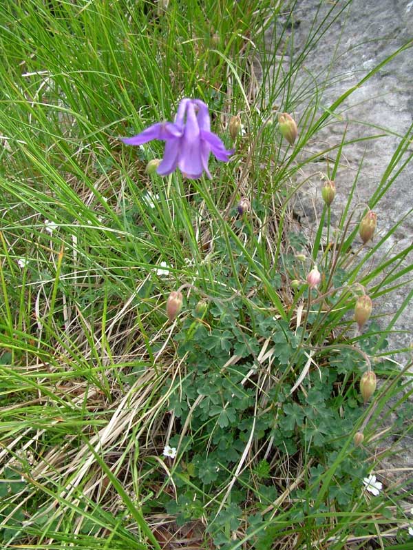 Aquilegia bertolonii / Aquilegia di Bertoloni