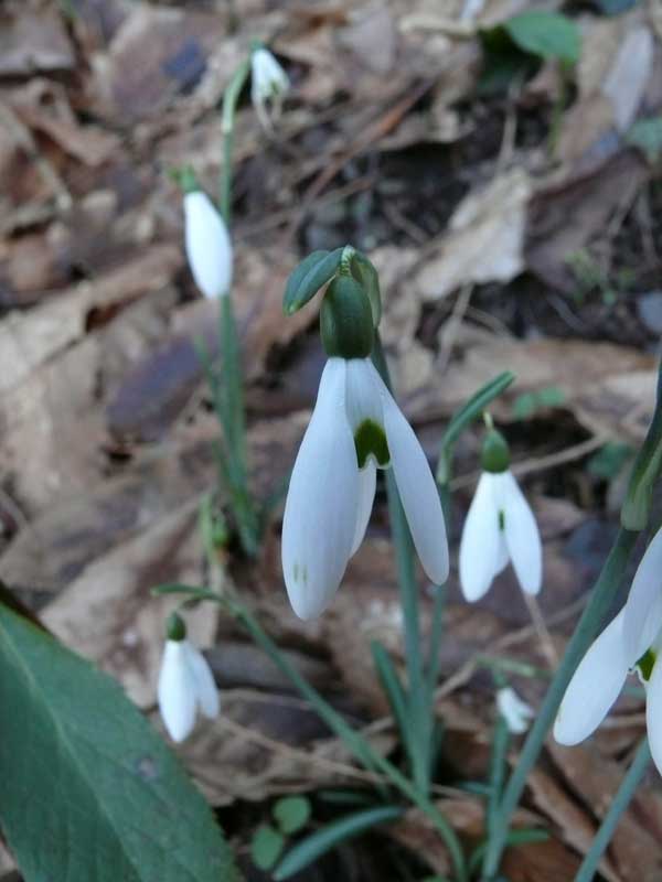 Liguria, Galanthus reginae-olgae subsp. reginae-olgae