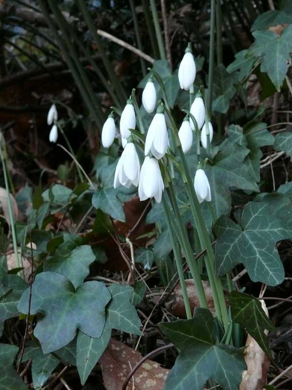 Liguria, Galanthus reginae-olgae subsp. reginae-olgae