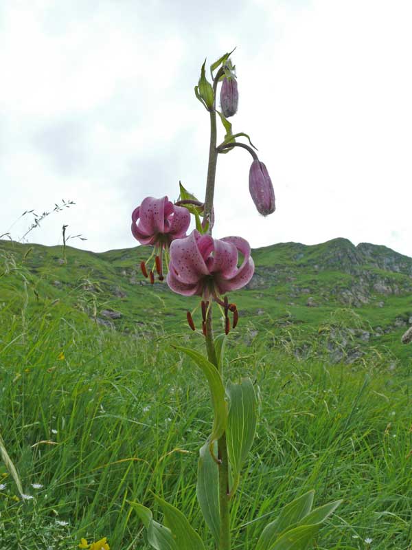 Lilium martagon / Giglio martagone