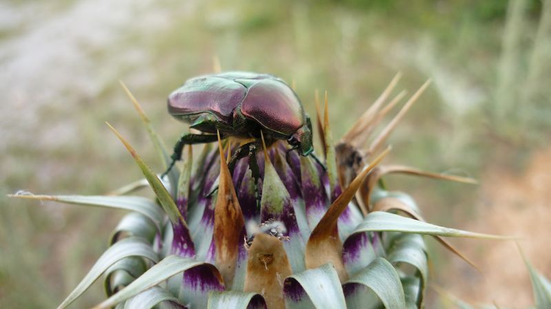 Cetonia aeruginosa? No,  Protaetia angustata e Cetonia aurata aurata