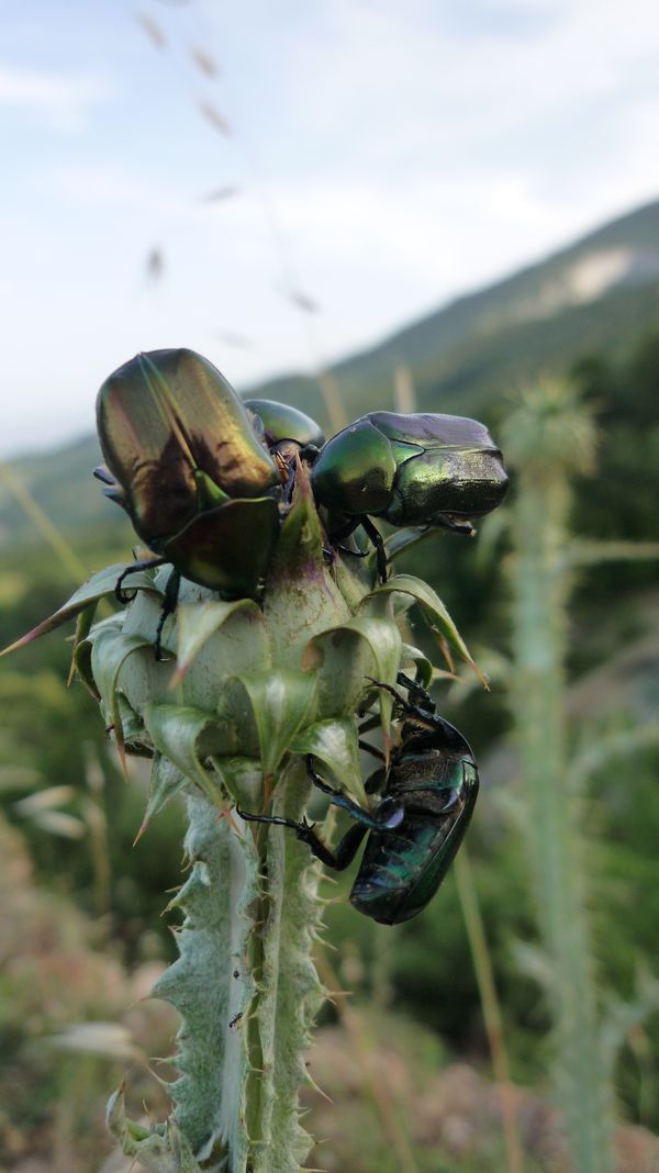 Cetonia aeruginosa? No,  Protaetia angustata e Cetonia aurata aurata