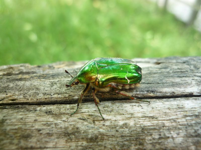 Cetonia aeruginosa? No,  Protaetia angustata e Cetonia aurata aurata