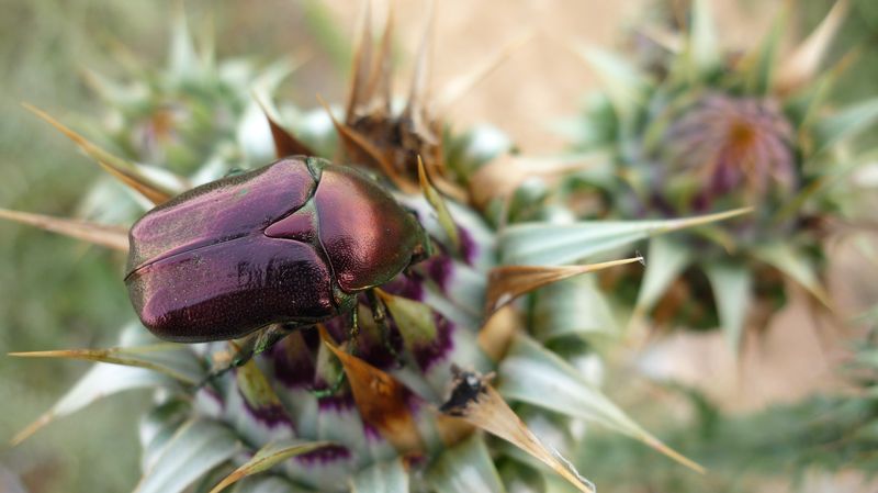 Cetonia aeruginosa? No,  Protaetia angustata e Cetonia aurata aurata