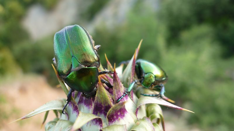 Cetonia aeruginosa? No,  Protaetia angustata e Cetonia aurata aurata