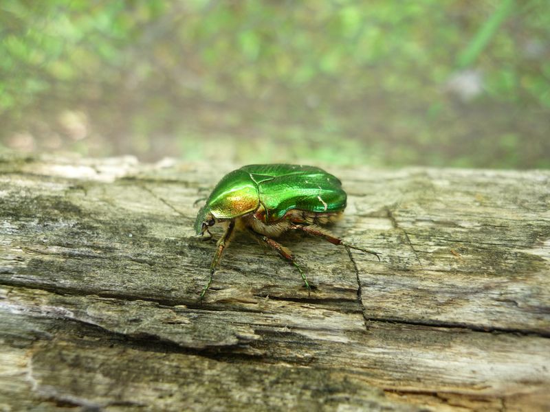 Cetonia aeruginosa? No,  Protaetia angustata e Cetonia aurata aurata