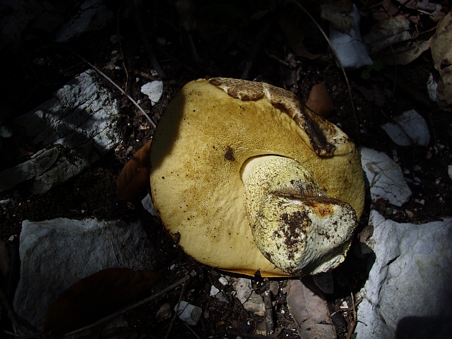 Altro Boletus... edulis o reticulatus?