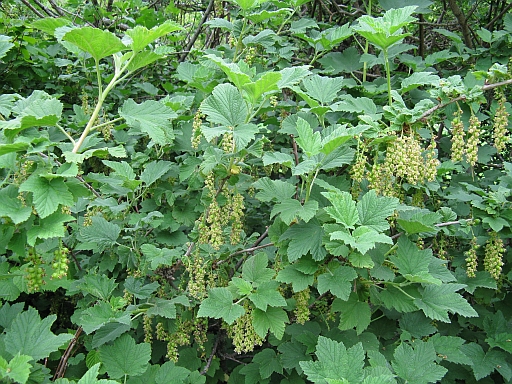 Ribes multiflorum / Ribes multifloro