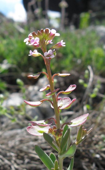 Aethionema saxatile / Erba storna carnicina