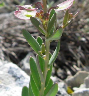 Aethionema saxatile / Erba storna carnicina