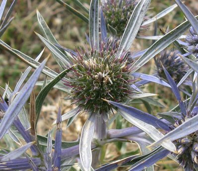 Eryngium amethystinum