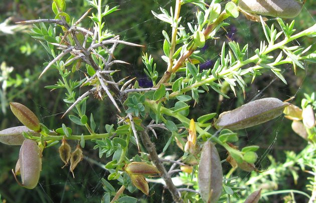 Genista anglica