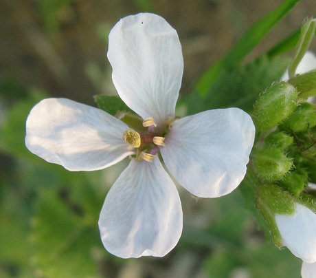 Diplotaxis erucoides / Ruchetta violacea