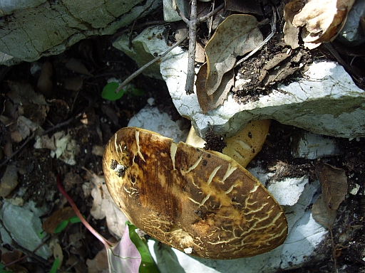 Altro Boletus... edulis o reticulatus?