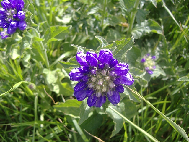 Campanula foliosa / Campanula meridionale