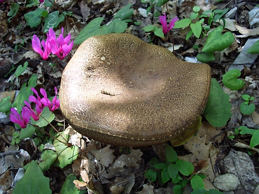 Boletus?