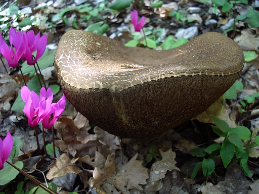 Boletus?