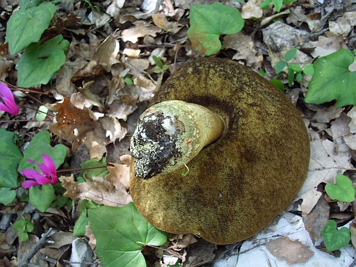 Boletus?