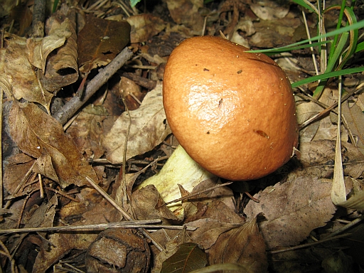 Suillus granulatus?