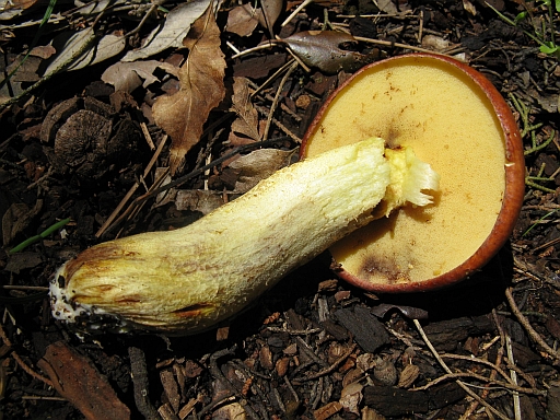 Suillus granulatus?