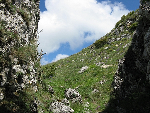 Aethionema saxatile / Erba storna carnicina