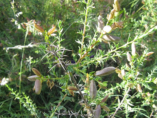 Genista anglica