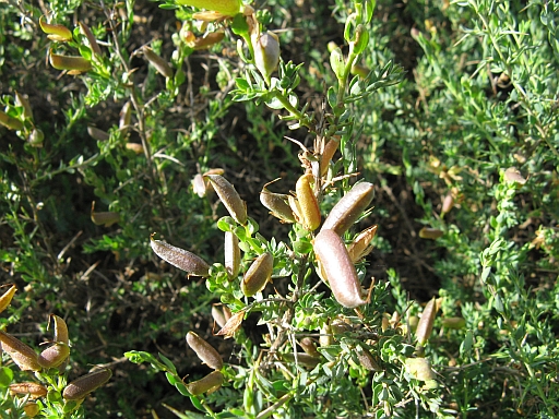 Genista anglica