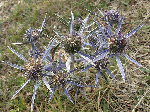 Eryngium amethystinum