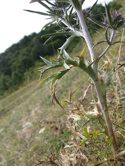 Eryngium amethystinum