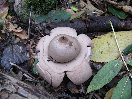 Geastrum triplex