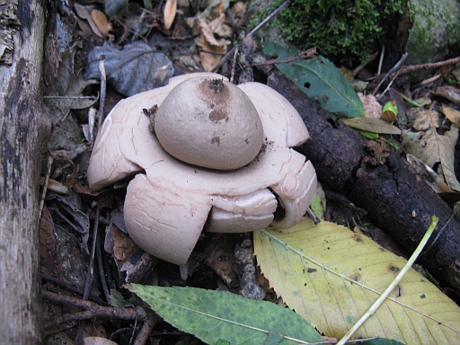 Geastrum triplex