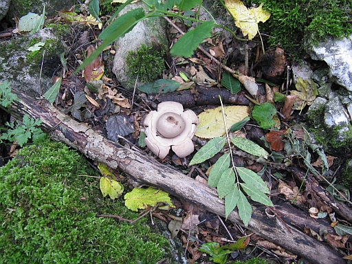 Geastrum triplex