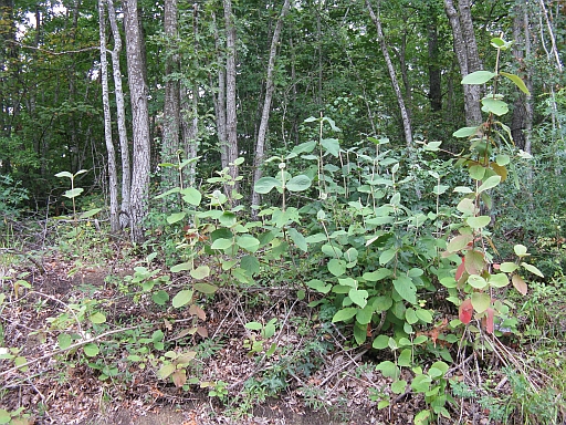 rinnovazione di Viburnum lantana