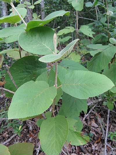 rinnovazione di Viburnum lantana