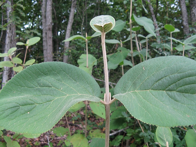 rinnovazione di Viburnum lantana