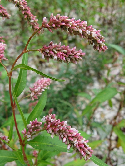 Persicaria lapathifolia / Poligono nodoso