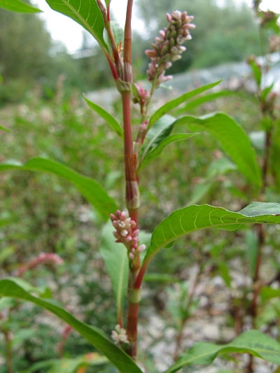 Persicaria lapathifolia / Poligono nodoso