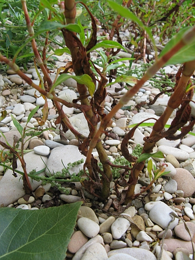 Persicaria lapathifolia / Poligono nodoso