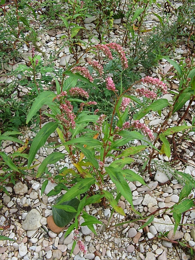 Persicaria lapathifolia / Poligono nodoso