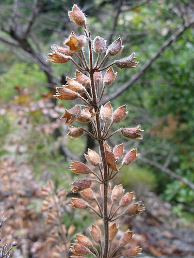 (nei pressi di una gola) - Teucrium flavum