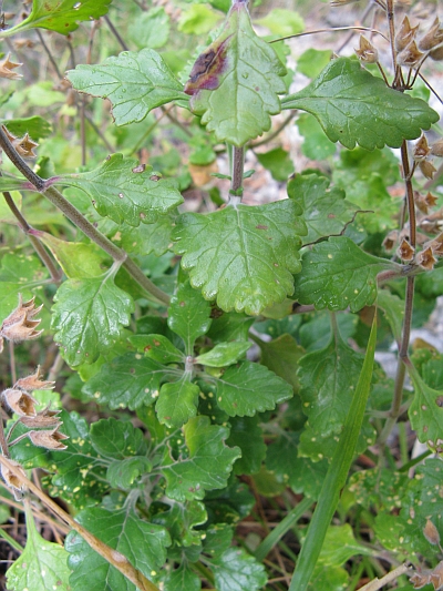 (nei pressi di una gola) - Teucrium flavum