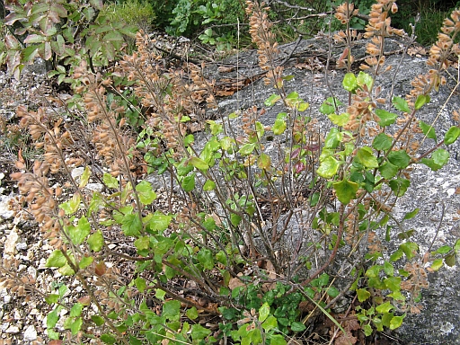 (nei pressi di una gola) - Teucrium flavum