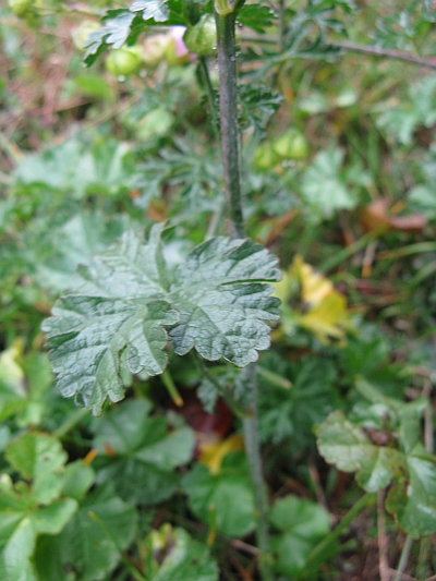 Malva moschata / Malva moscata