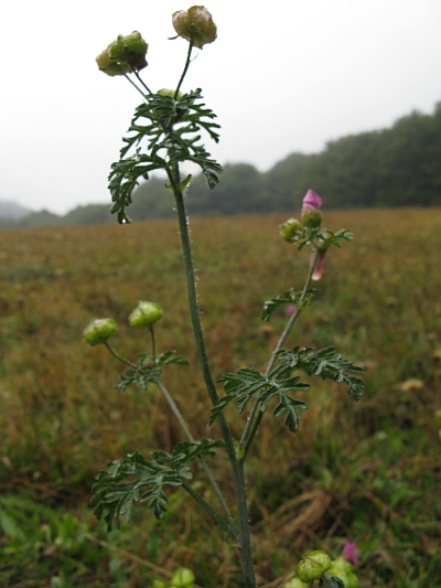 Malva moschata / Malva moscata